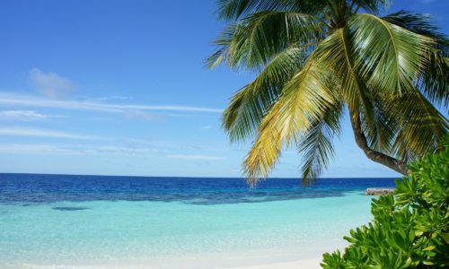 Palme vor blauem Meer